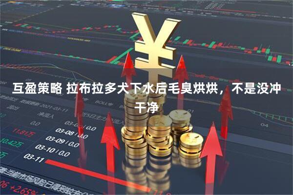 互盈策略 拉布拉多犬下水后毛臭烘烘，不是没冲干净